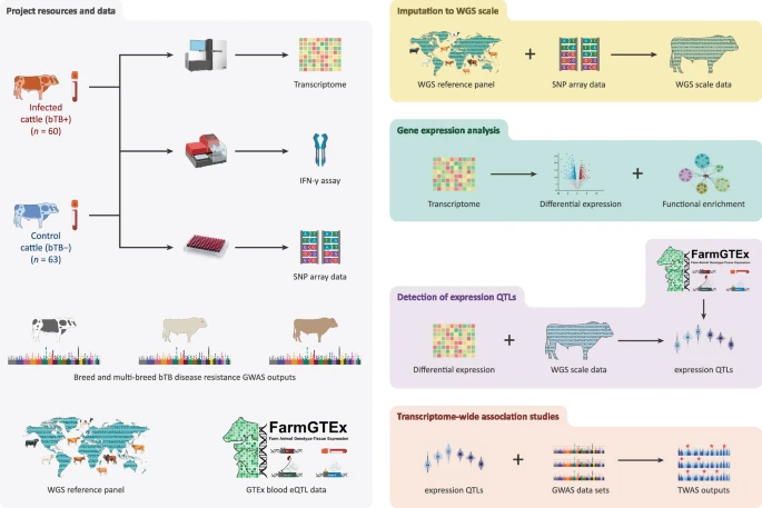 Integrative genomics sheds light on the immunogenetics of tuberculosis in cattle