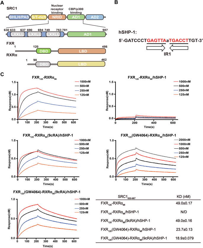 Fig. 1: FXRE and ligand co-regulate SRC1 binding to FXR-RXRα.