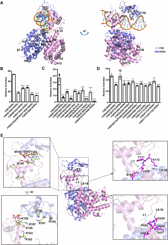 Fig. 2: Integrative modelling of the FXR-RXRα heterodimer binding to hSHP-1.