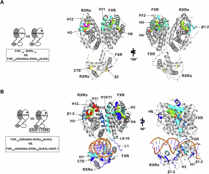 Fig. 3: Allosteric communication between the LBD and DBD of FXR-RXRα.