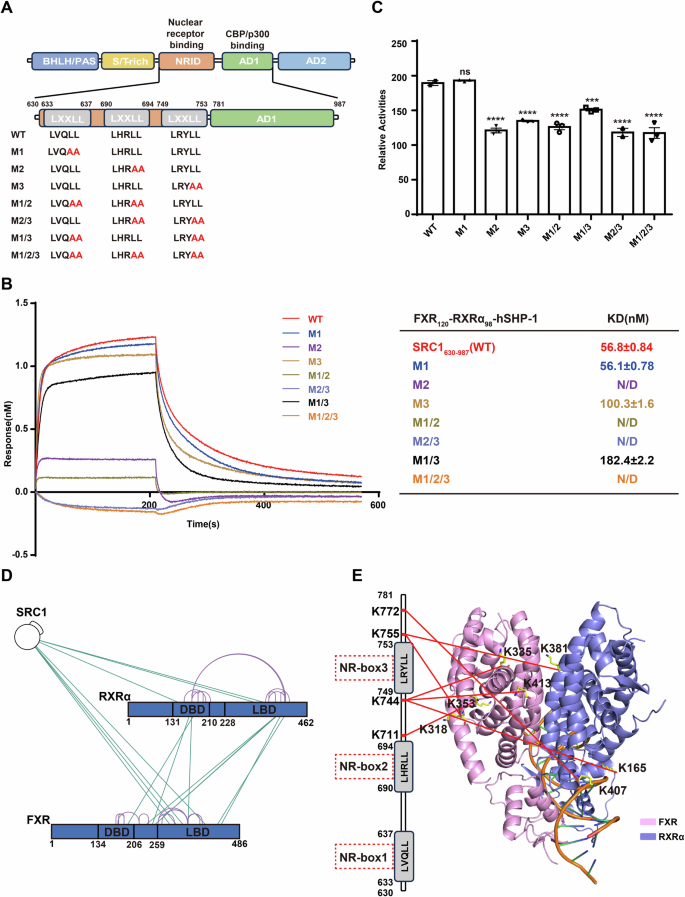 Fig. 5: NR-box2 and box3 of the SRC1-NRID domain interact with FXR-RXRα heterodimer.