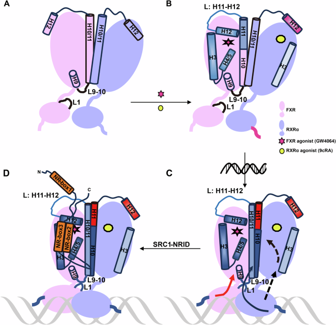 Fig. 6: Model of agonist and DNA co-regulation of FXR-RXRα recruiting SRC1.