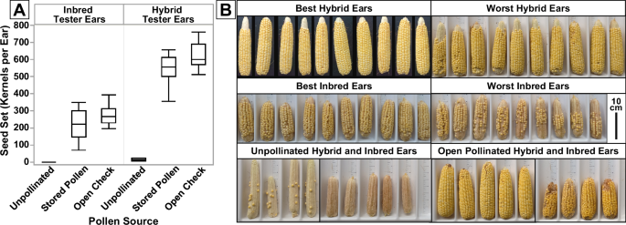 Fig. 3: Breathable barrier pollen storage was tested at a one-liter scale in field seed production.