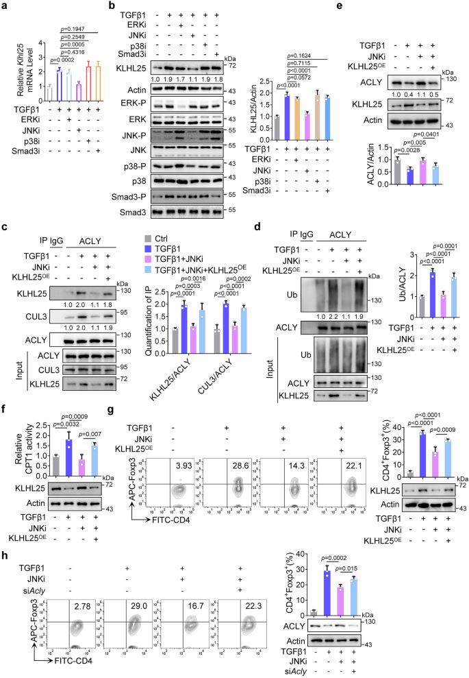 Fig. 4: TGFβ1-activated-JNK promotes Klhl25 transcription to induce iTreg differentiation.