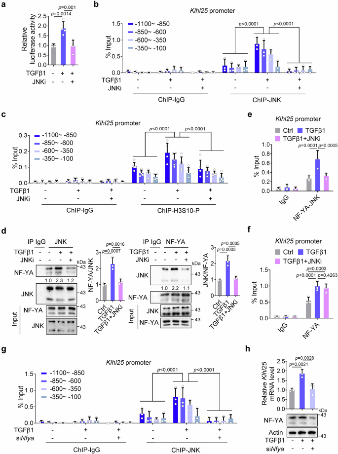 Fig. 5: NF-YA mediates the binding of JNK to Klhl25 promoter in response to TGFβ1 stimulation.