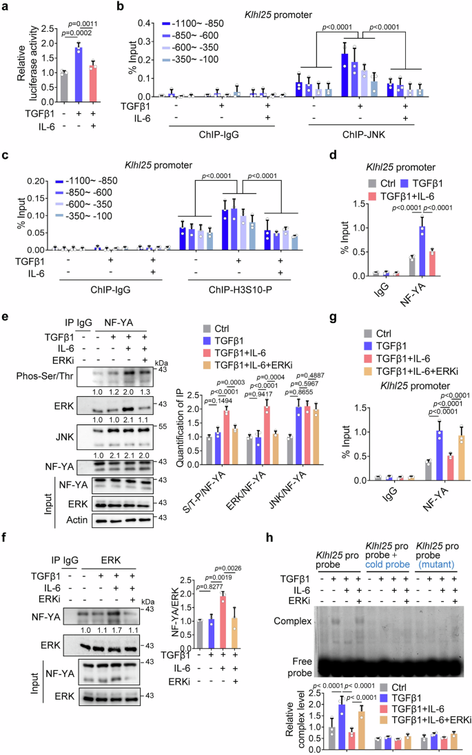 Fig. 6: IL-6-induced ERK activation abolishes NF-YA binding to Klhl25 promoter.