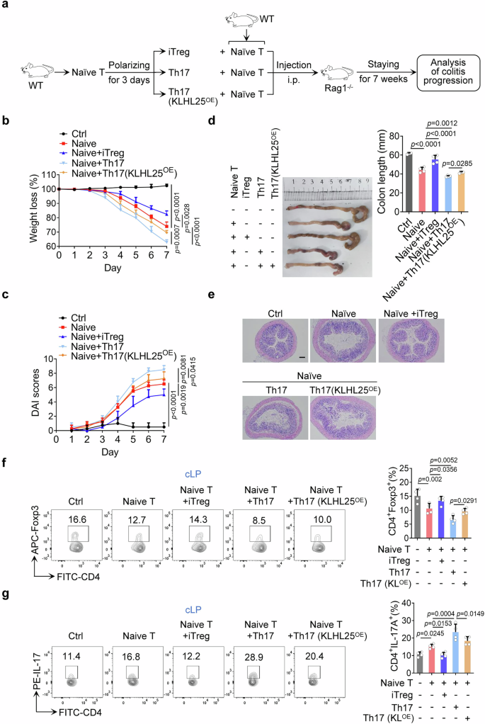 Fig. 8: Overexpression of KLHL25 inhibits Th17 differentiation and attenuates mice IBD.