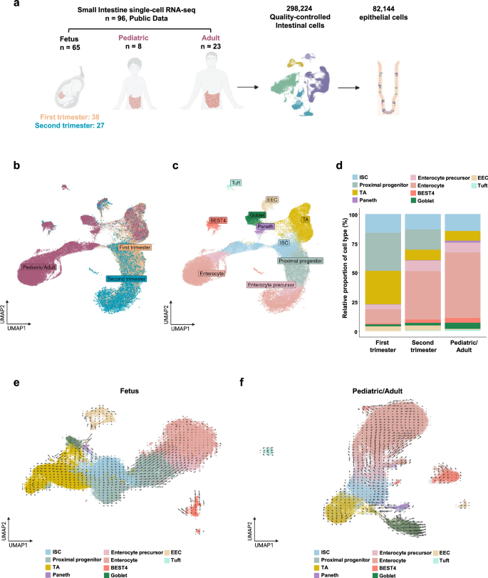 Fig. 1: Distinct differentiation trajectories in the small intestinal epithelium between fetal and pediatric/adult stages.