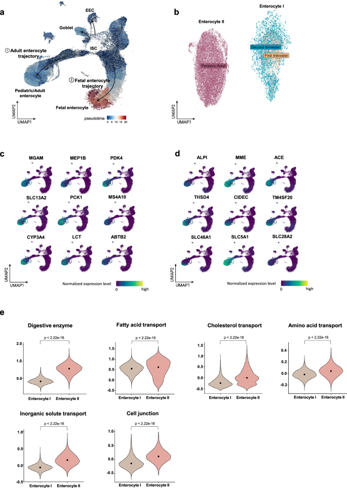 Fig. 2: Distinct differentiation trajectories and functional potential of enterocytes in fetal versus pediatric/adult stages.