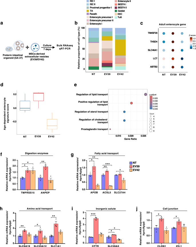 Fig. 3: Effects of mesenchymal stem cell (MSC)-derived extracellular vesicles (EVs) on enterocyte maturation in human preterm intestinal epithelial cells.