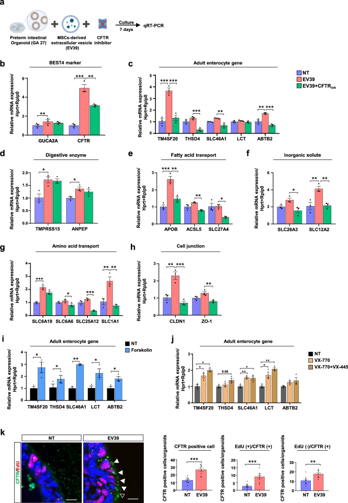 Fig. 4: Mesenchymal stem cell-derived extracellular vesicle (EV39)-induced enterocyte maturation in human preterm intestinal epithelial cells via cystic fibrosis transmembrane conductance regulator (CFTR).