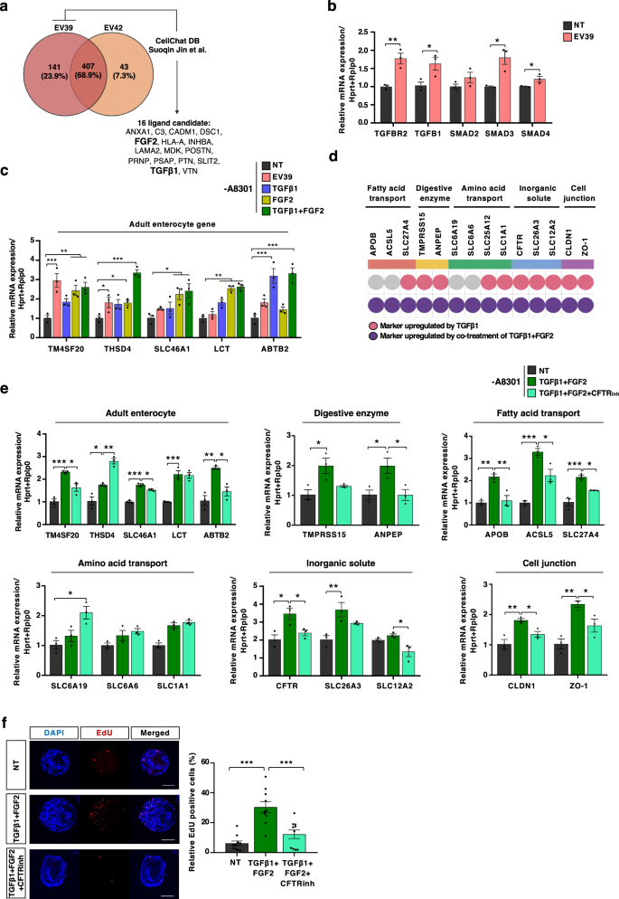 Fig. 5: Identification of TGFβ1 and FGF2 as mediators of enterocyte maturation within extracellular vesicle EV39.