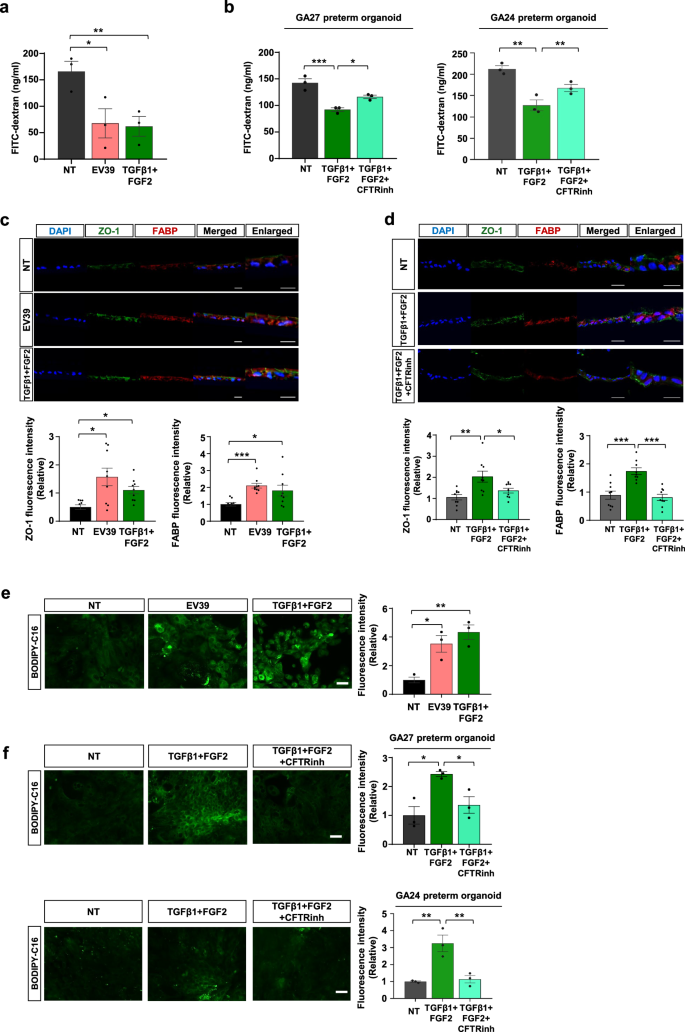 Fig. 6: CFTR-dependent functional maturation of human preterm intestinal epithelial cells by EV39 or TGFβ1 and FGF2.