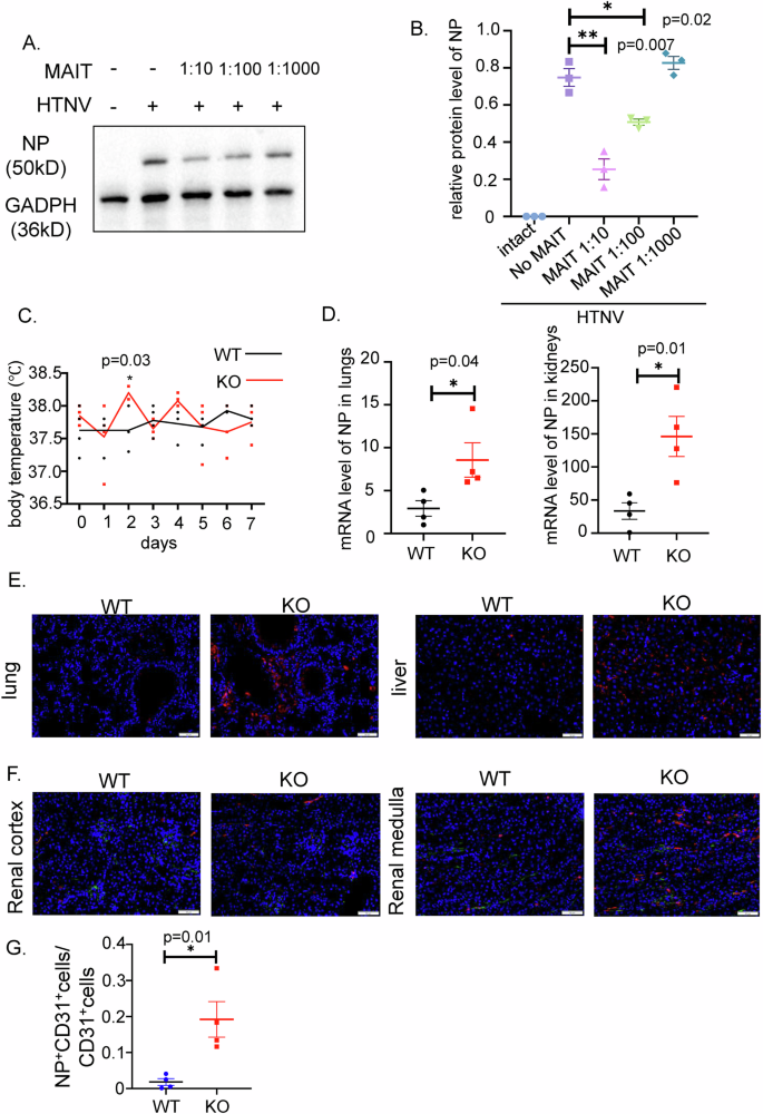 Fig. 1: The role of MAIT cells in the HTNV infection.