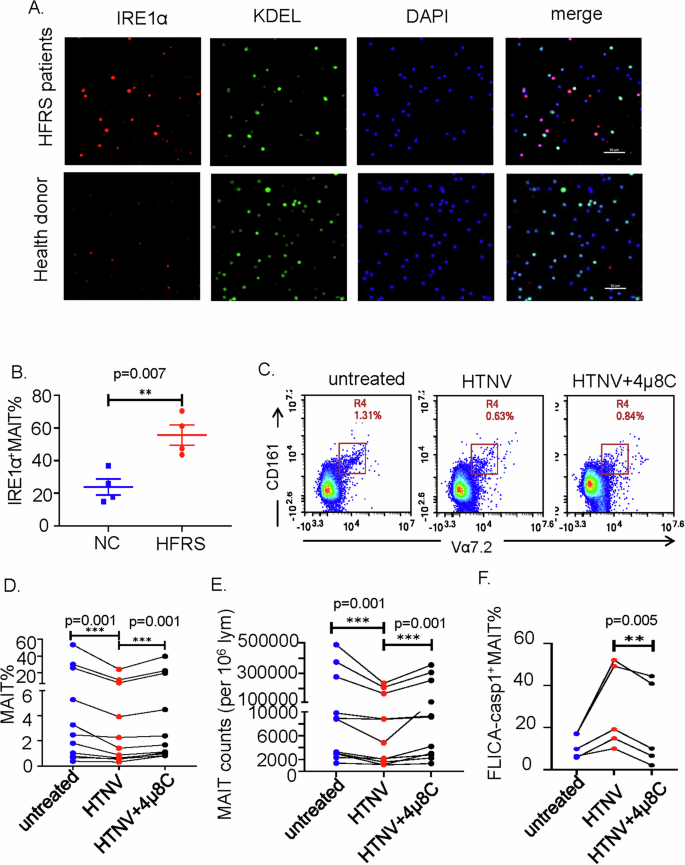Fig. 6: IRE1α-mediated ER stress caused pyroptsis of MAIT cells during HTNV infection.