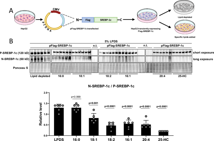 Fig. 3: Flag-SREBP1c cleavage reporter vector construction and validation in vitro.