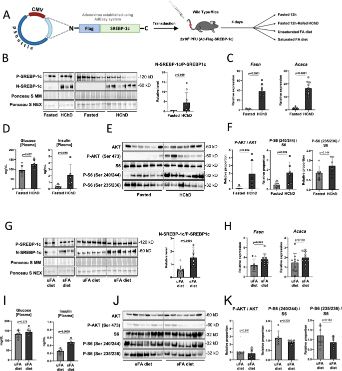 Fig. 4: Flag-SREBP1c cleavage reporter vector validation in vivo.