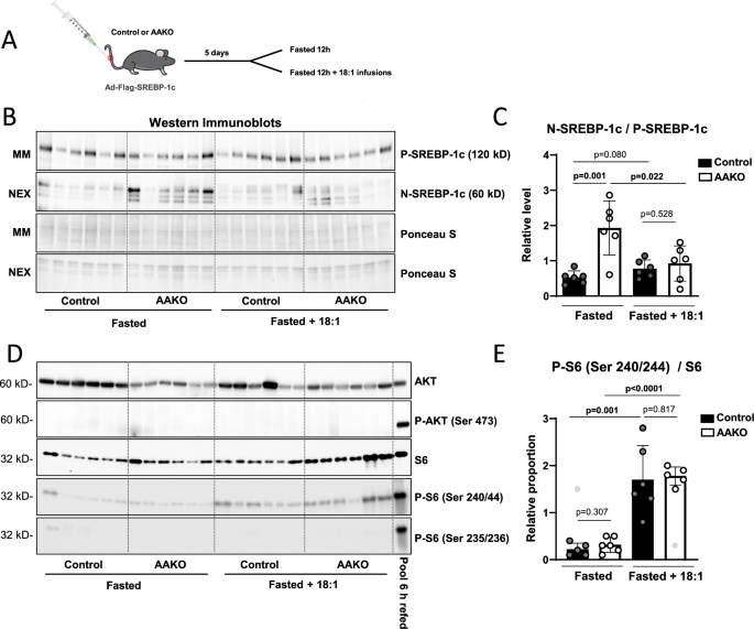 Fig. 5: SREBP-1c cleavage-activation is suppressed by lipolysis derived uFAs.