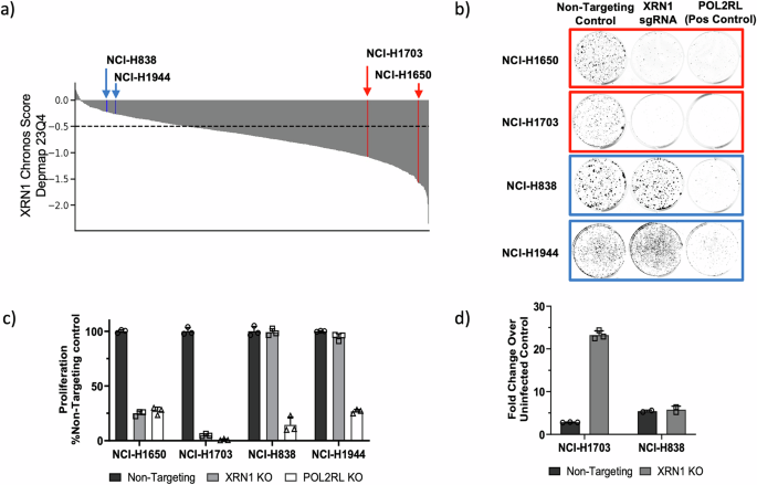 Fig. 1: XRN1 is required for proliferation of a subset of cancer cell lines.