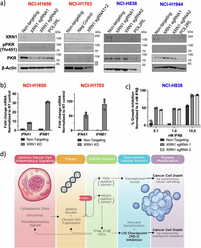 Fig. 2: XRN1 loss triggers dsRNA sensing pathways in dependent cell lines.