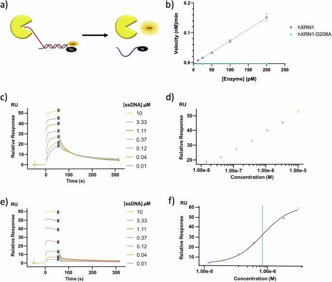 Fig. 3: Development and characterization of XRN1 assays.