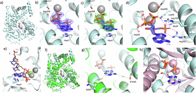 Fig. 5: Structural analysis of hXRN1x-pAp complex.