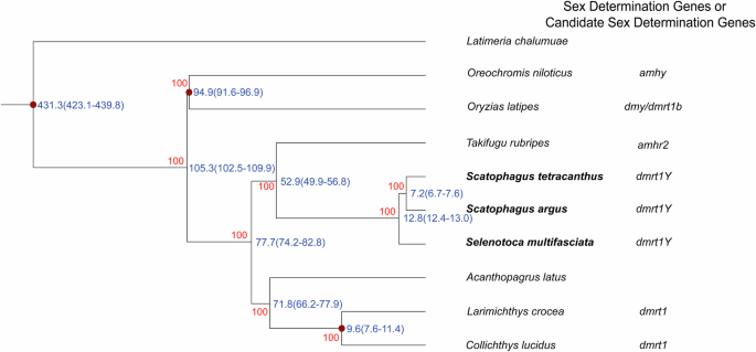 Fig. 1: A phylogenetic tree of 10 representative fish species using 3016 single-copy orthologous genes.