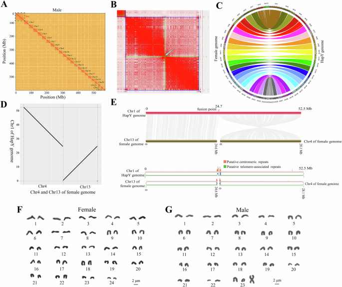 Fig. 2: Genomic architecture and karyotypic characterization of female and male Sc. tetracanthus.