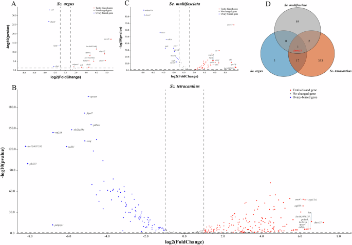 Fig. 4: Volcano plot of gonadal expression profiles of various genes in the SDRs of three Scatophagidae species.