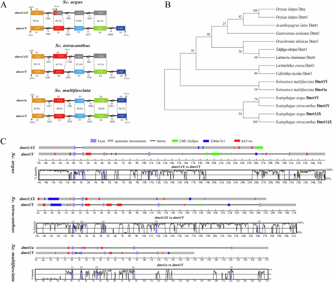 Fig. 5: The genomic structure of dmrt1a/dmrt1ΔX and dmrt1Y sequences and evolutionary analysis of dmrt1s in three Scatophagidae species.