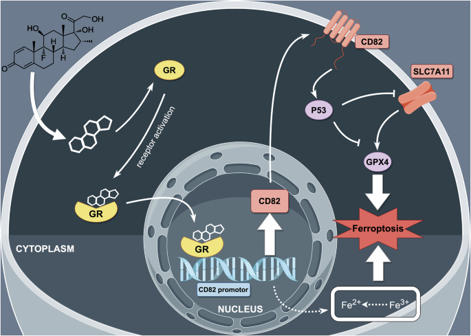 Upregulation of ferroptosis in glucocorticoids-induced posterior  subcapsular cataracts | Communications Biology