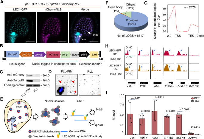 Fig. 1: Genome-wide profiling of LEC1 occupancy in developing endosperm.