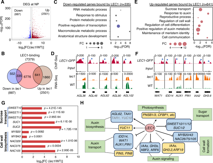 Fig. 2: LEC1 directly regulates endosperm auxin-related gene expression at nuclei proliferation stage.
