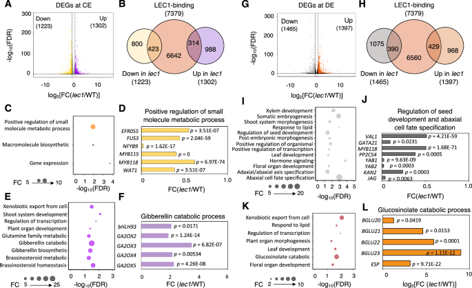Fig. 3: Identification of LEC1 targets after endosperm cellularization.