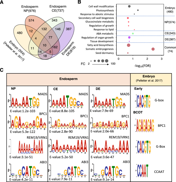 Fig. 4: Comparison of LEC1 targets between endosperm and embryo.