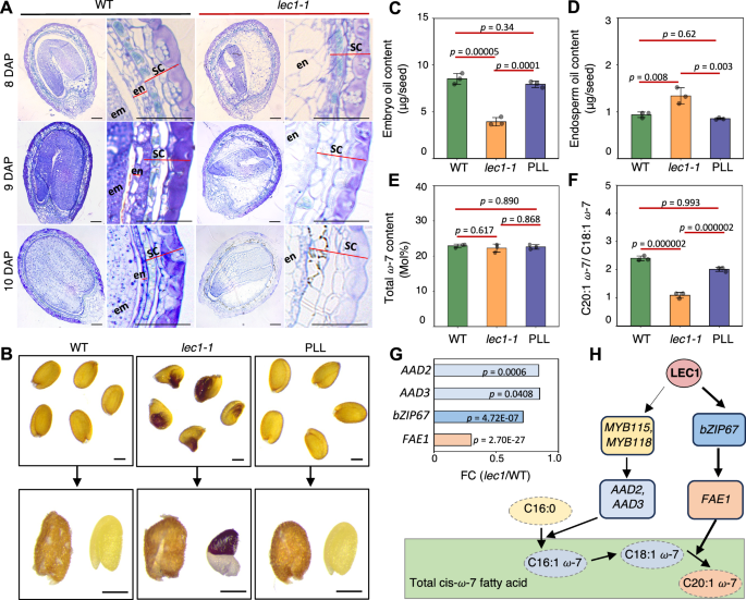 Fig. 5: Lack of LEC1 alters endosperm fatty acid composition.