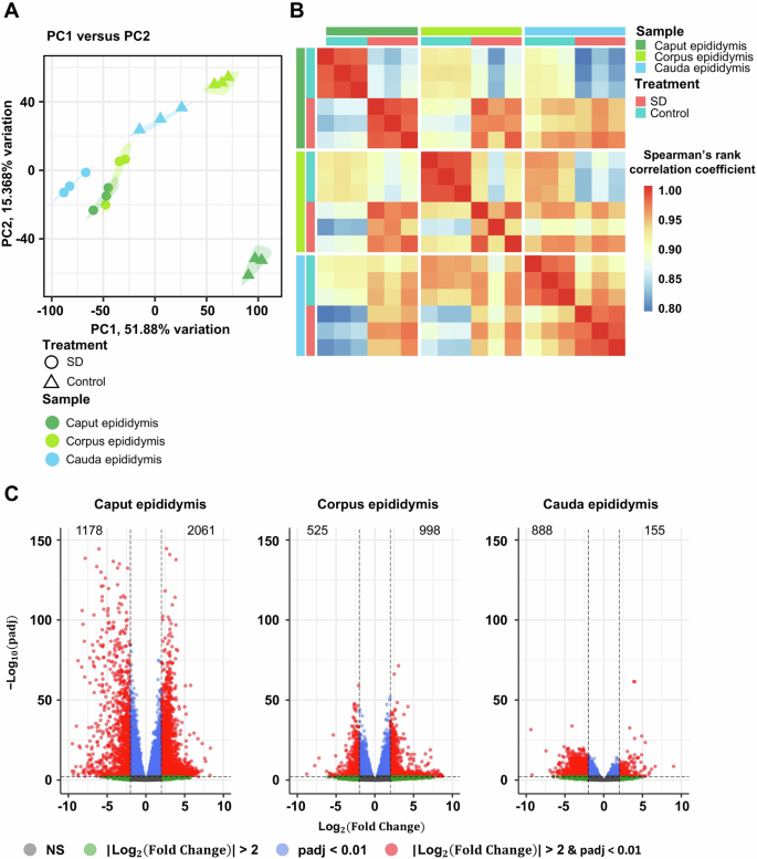 Fig. 3: Sleep deprivation (SD) alters the transcriptome in the epididymis.