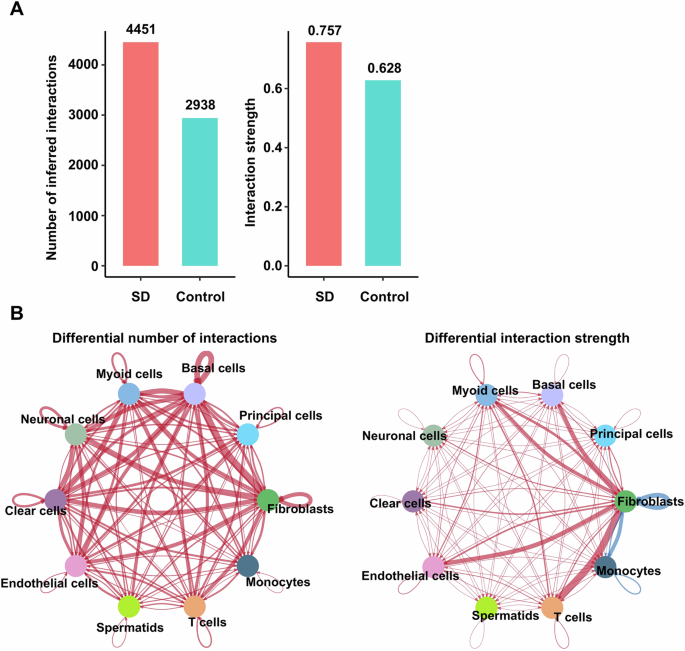 Fig. 7: Analysis of cell-cell communication in the cauda epididymis.