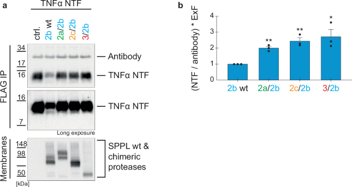 Fig. 10: In vitro cleavage of TNFα NTF by SPPL2b chimeric proteases.