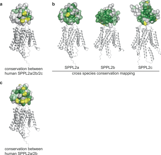 Fig. 1: Conservation analysis of the SPPL2 PA domains.