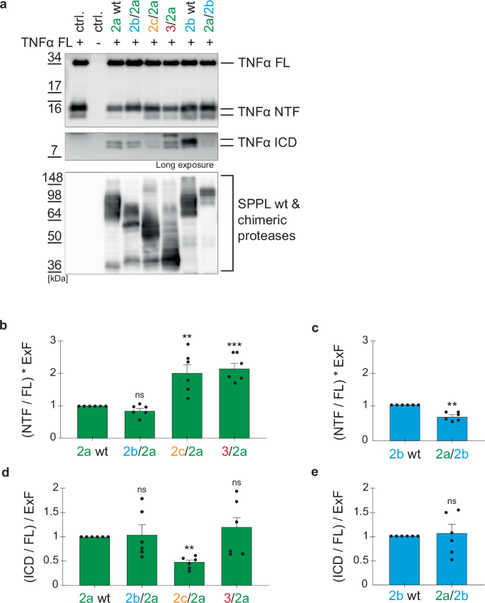 Fig. 4: TNFα cleavage altered by N-terminal SPPL chimeras.