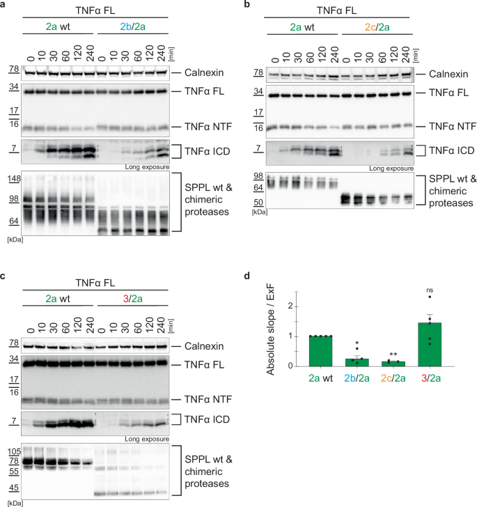 Fig. 6: Kinetics of TNFα turnover by SPPL2a chimeras.