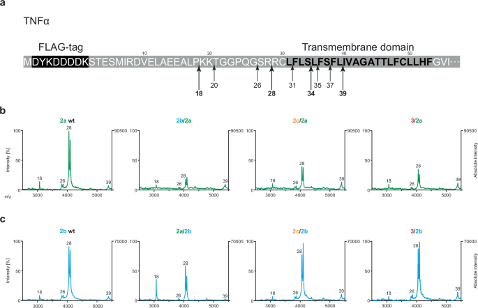 Fig. 8: Cleavage sites of chimeric proteases.