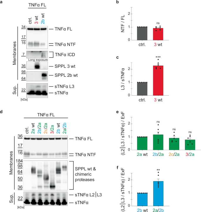 Fig. 9: Non-canonical shedding of TNFα by SPPL3 and chimeric SPPL2 proteases.