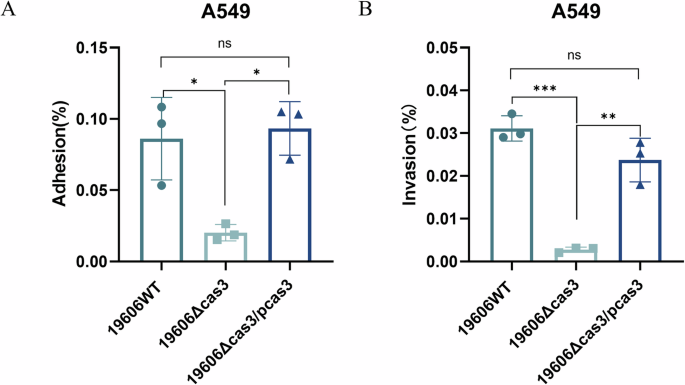 Fig. 4: Deletion of cas3 gene in A. baumannii weakens the adhesion and invasion to host cells.