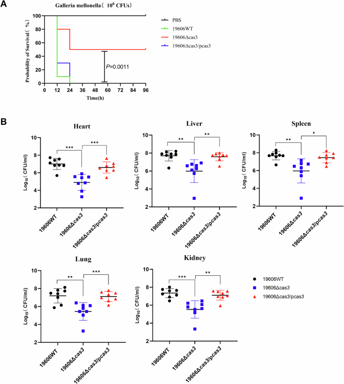 Fig. 5: Observation of virulence changes in two animal infection models.