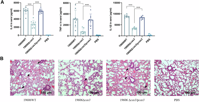 Fig. 6: Inflammation changes of mice infected with A. baumannii 19606WT, 19606Δcas3 and 19606Δcas3/pcas3 strains.