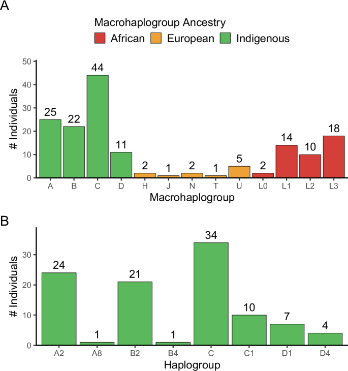 Fig. 1: Frequency of mitochondrial macrohaplogroups and haplogroups in the Amazonian population.