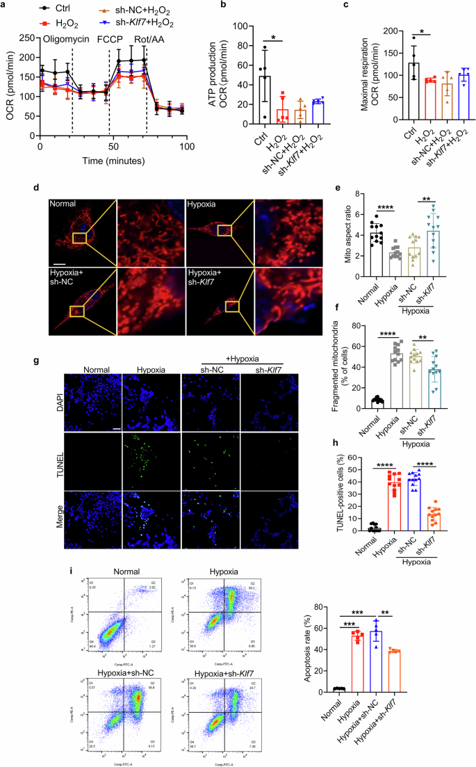Fig. 3: Knockdown of Klf7 alleviates cardiomyocyte mitochondrial dynamics imbalance and insufficient ATP supply under hypoxic condition.