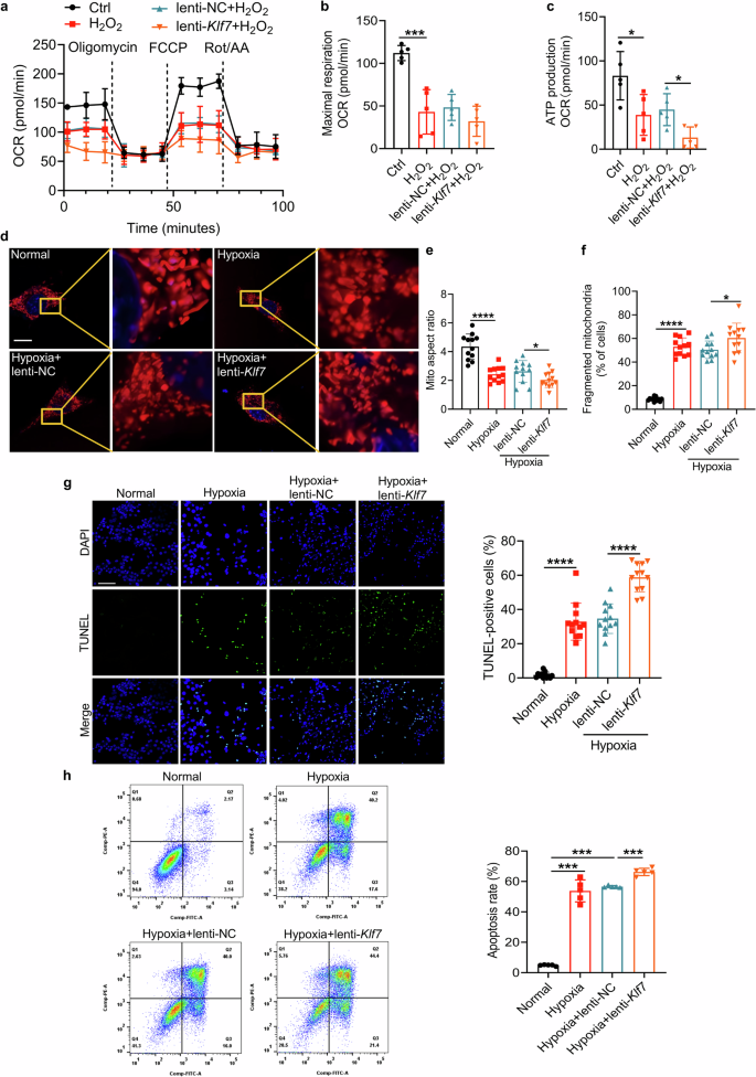 Fig. 5: Overexpression of Klf7 aggravates cardiomyocyte mitochondrial dynamics imbalance and insufficient ATP supply under hypoxic condition.